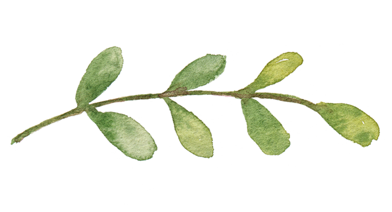 leaf 14 copy2 Watercolour branch